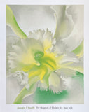 Georgia O'Keeffe exhibition poster - An Orchid - The Museum of Modern Art New York - museum artist - art print - 2017