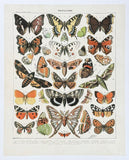 Butterflies exhibition poster - Adolphe Millot - art print