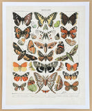 Butterflies exhibition poster - Adolphe Millot - art print